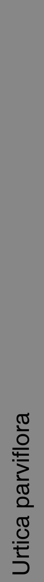 Étiquette de : Urtica parviflora - format a - style noire12hel avec comestibilité - position verticale