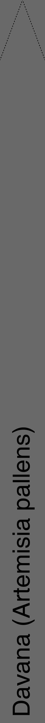 Étiquette de : Artemisia pallens - format b - style noire51hel avec comestibilité - position verticale