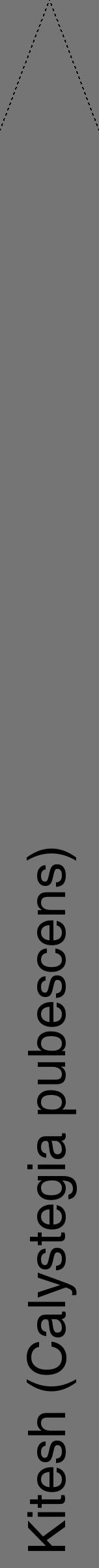 Étiquette de : Calystegia pubescens - format b - style noire5hel avec comestibilité - position verticale
