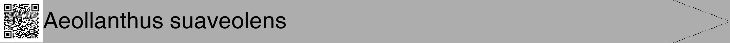 Étiquette de : Aeollanthus suaveolens - format b - style noire22hel avec qrcode et comestibilité