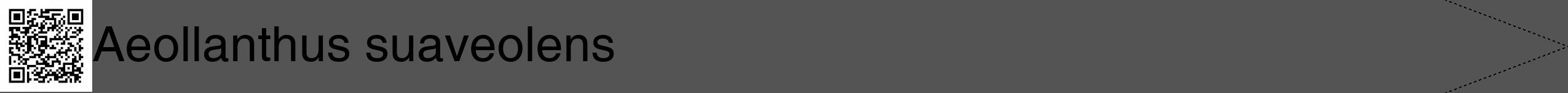 Étiquette de : Aeollanthus suaveolens - format b - style noire30hel avec qrcode et comestibilité