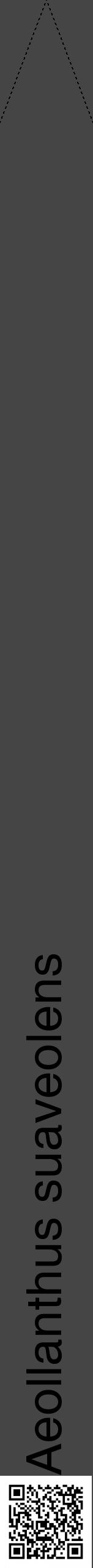 Étiquette de : Aeollanthus suaveolens - format b - style noire58hel avec qrcode et comestibilité - position verticale