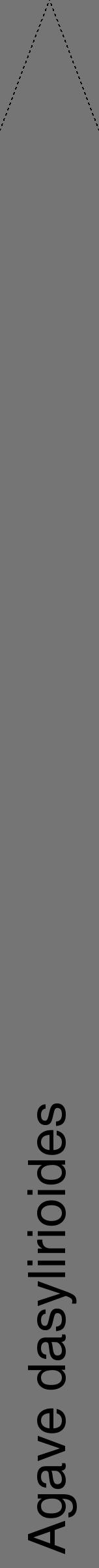 Étiquette de : Agave dasylirioides - format b - style noire5hel avec comestibilité - position verticale