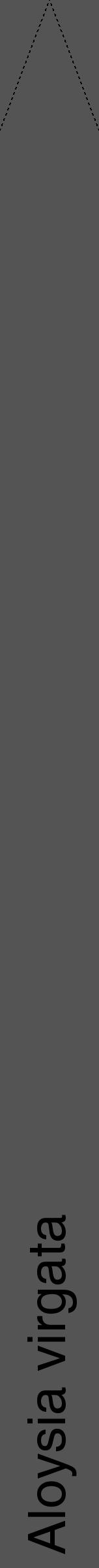 Étiquette de : Aloysia virgata - format b - style noire30hel avec comestibilité - position verticale