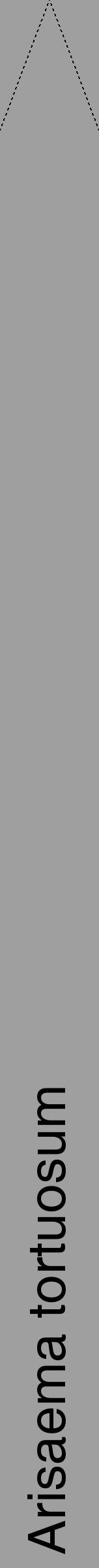 Étiquette de : Arisaema tortuosum - format b - style noire24hel avec comestibilité - position verticale