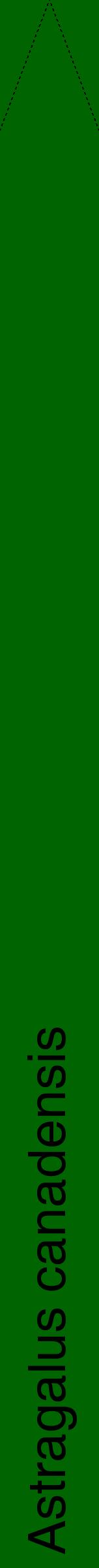 Étiquette de : Astragalus canadensis - format b - style noire8hel avec comestibilité