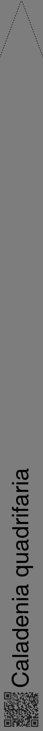 Étiquette de : Caladenia quadrifaria - format b - style noire35hel avec qrcode et comestibilité - position verticale