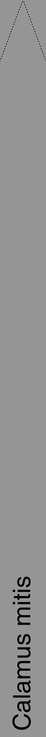 Étiquette de : Calamus mitis - format b - style noire16hel avec comestibilité - position verticale