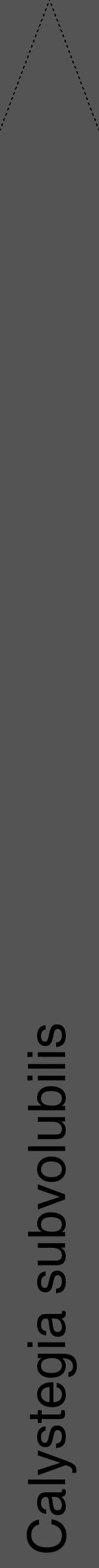 Étiquette de : Calystegia subvolubilis - format b - style noire30hel avec comestibilité - position verticale