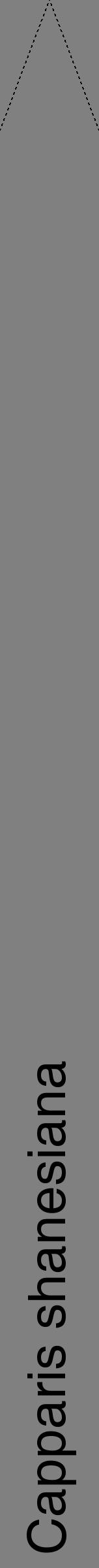 Étiquette de : Capparis shanesiana - format b - style noire57hel avec comestibilité - position verticale
