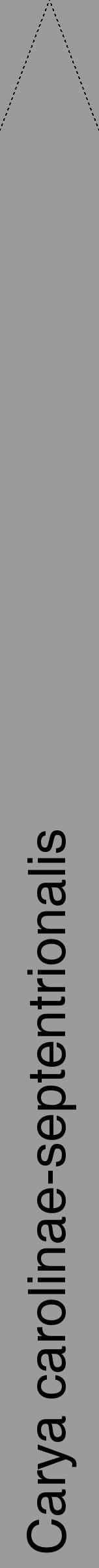 Étiquette de : Carya carolinae-septentrionalis - format b - style noire52hel avec comestibilité - position verticale
