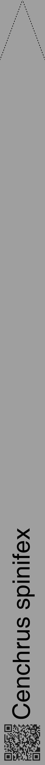 Étiquette de : Cenchrus spinifex - format b - style noire24hel avec qrcode et comestibilité - position verticale