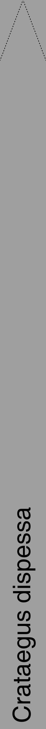 Étiquette de : Crataegus dispessa - format b - style noire24hel avec comestibilité - position verticale