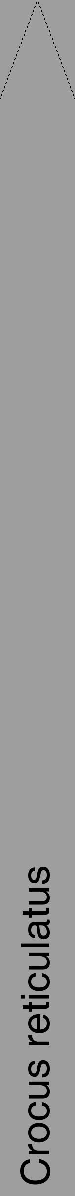 Étiquette de : Crocus reticulatus - format b - style noire23hel avec comestibilité - position verticale