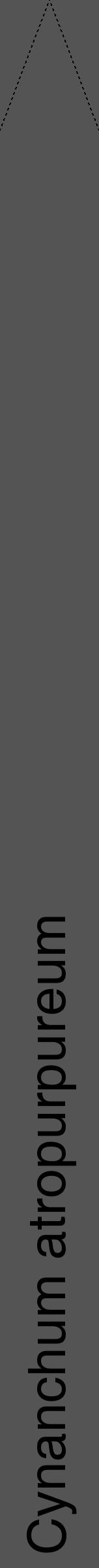 Étiquette de : Cynanchum atropurpureum - format b - style noire30hel avec comestibilité - position verticale