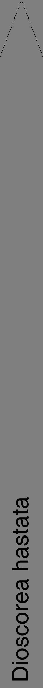Étiquette de : Dioscorea hastata - format b - style noire31hel avec comestibilité - position verticale