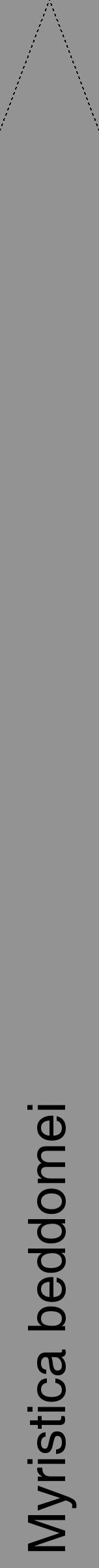 Étiquette de : Myristica beddomei - format b - style noire44hel avec comestibilité - position verticale