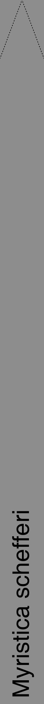 Étiquette de : Myristica schefferi - format b - style noire2hel avec comestibilité - position verticale