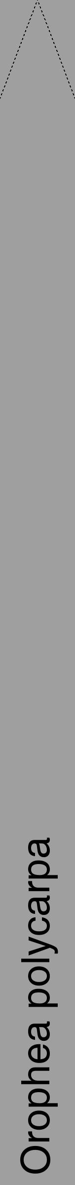 Étiquette de : Orophea polycarpa - format b - style noire24hel avec comestibilité - position verticale