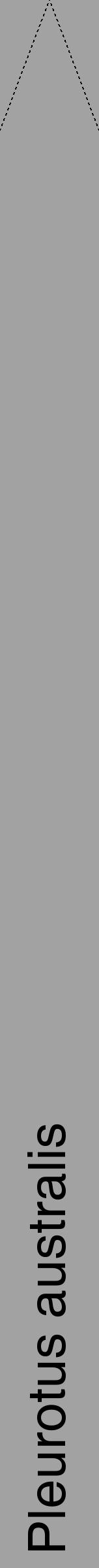 Étiquette de : Pleurotus australis - format b - style noire38hel avec comestibilité - position verticale