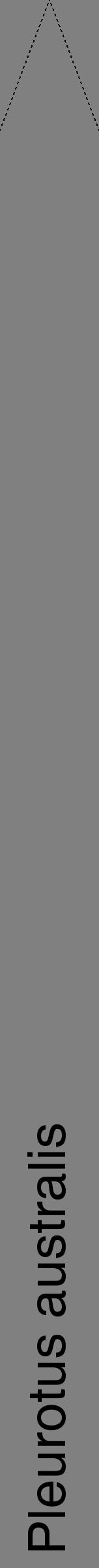 Étiquette de : Pleurotus australis - format b - style noire57hel avec comestibilité