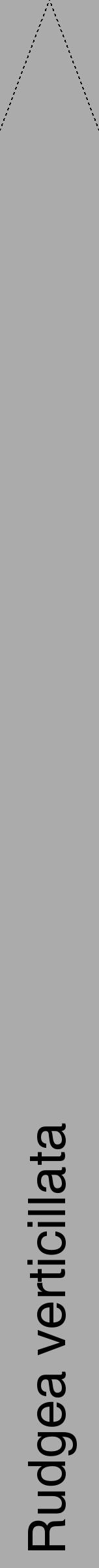 Étiquette de : Rudgea verticillata - format b - style noire37hel avec comestibilité - position verticale