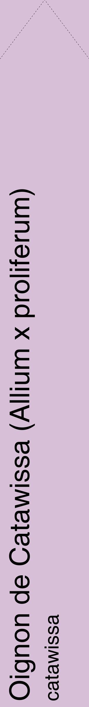 Étiquette de : Allium x proliferum catawissa - format c - style noire54_simplehel avec comestibilité