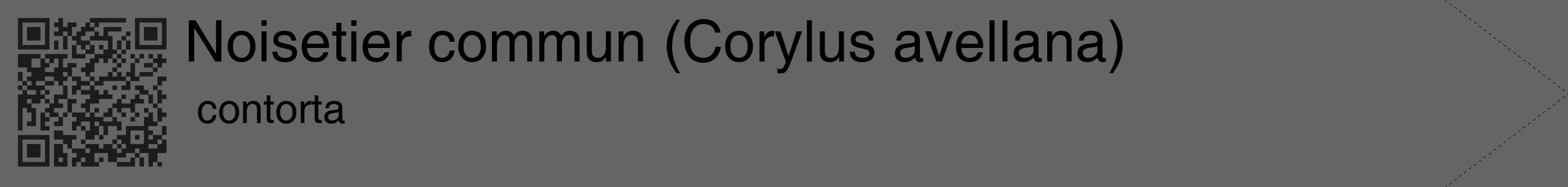 Étiquette de : Corylus avellana contorta - format c - style noire32_simple_simplehel avec qrcode et comestibilité