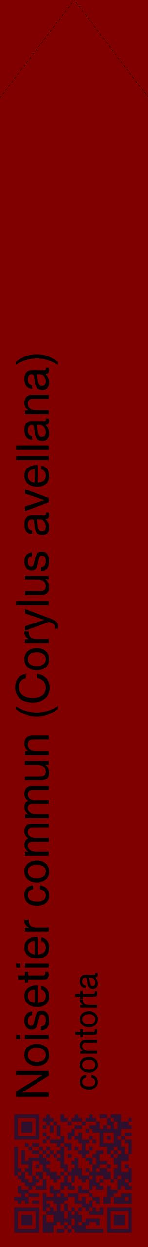 Étiquette de : Corylus avellana contorta - format c - style noire29_simplehel avec qrcode et comestibilité
