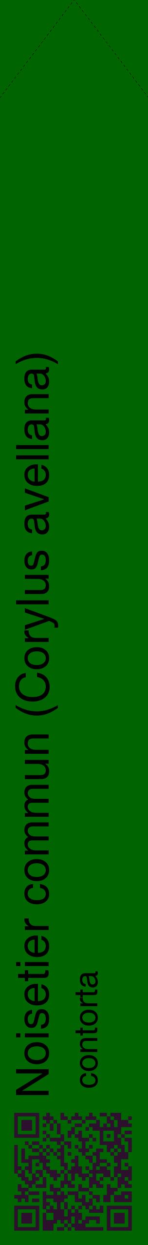 Étiquette de : Corylus avellana contorta - format c - style noire8_simplehel avec qrcode et comestibilité