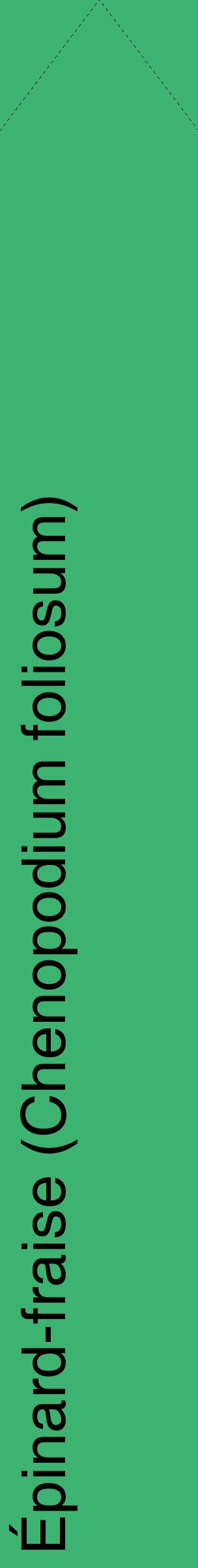 Étiquette de : Chenopodium foliosum - format c - style noire12_simplehel avec comestibilité