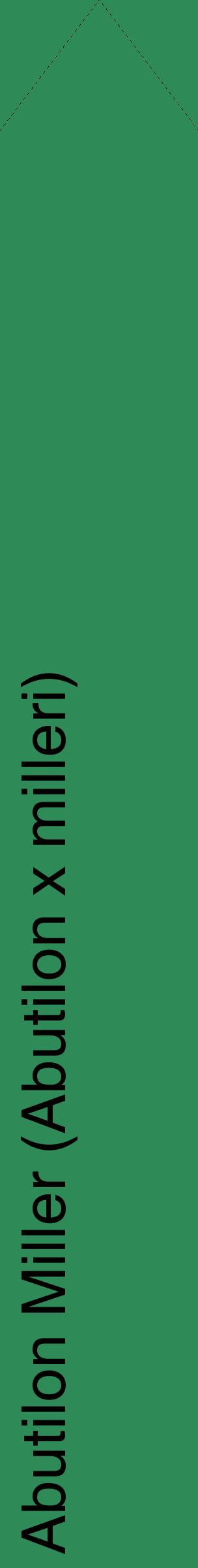 Étiquette de : Abutilon x milleri - format c - style noire11_simplehel avec comestibilité