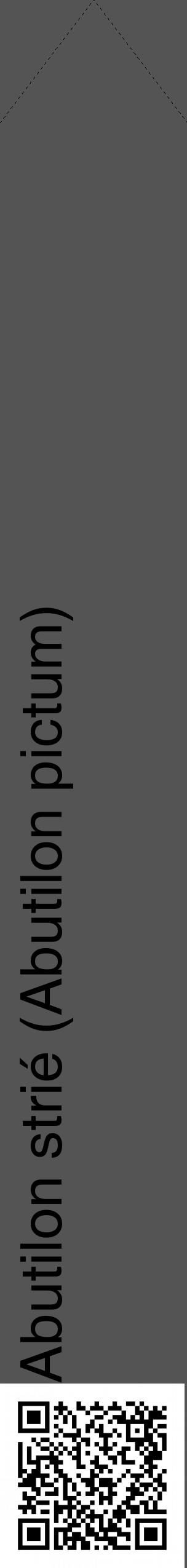 Étiquette de : Abutilon pictum - format c - style noire30_simple_simplehel avec qrcode et comestibilité - position verticale
