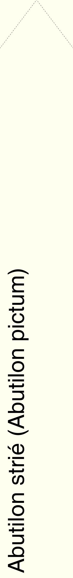 Étiquette de : Abutilon pictum - format c - style noire19_simplehel avec comestibilité