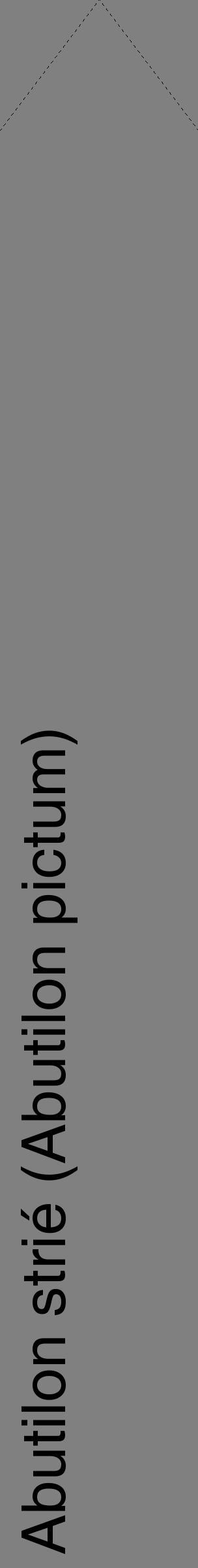 Étiquette de : Abutilon pictum - format c - style noire57_simplehel avec comestibilité