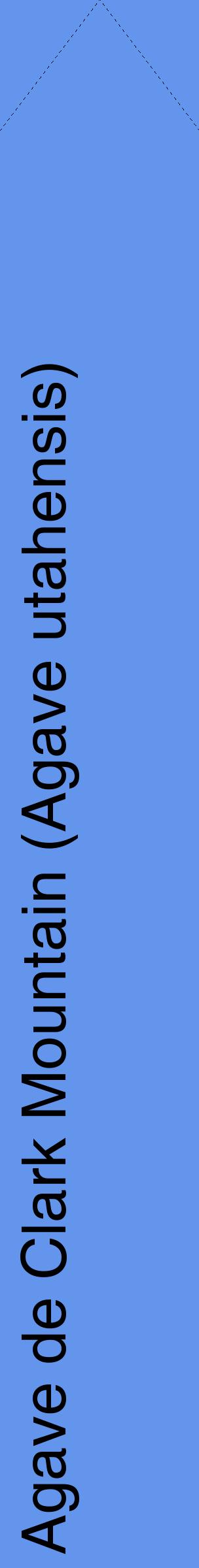 Étiquette de : Agave utahensis - format c - style noire4_simplehel avec comestibilité