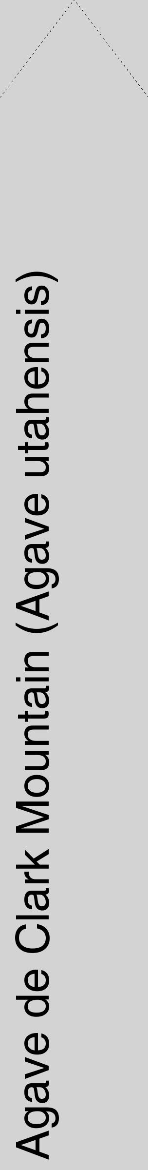 Étiquette de : Agave utahensis - format c - style noire56_simplehel avec comestibilité
