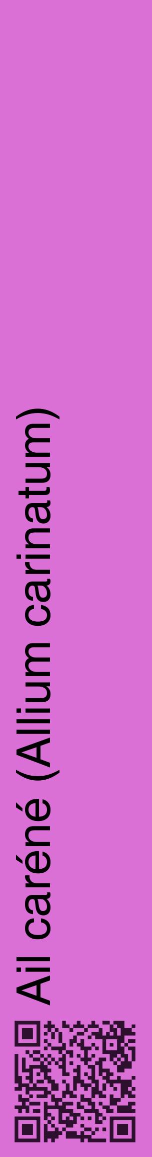 Étiquette de : Allium carinatum - format c - style noire52_basiquehel avec qrcode et comestibilité