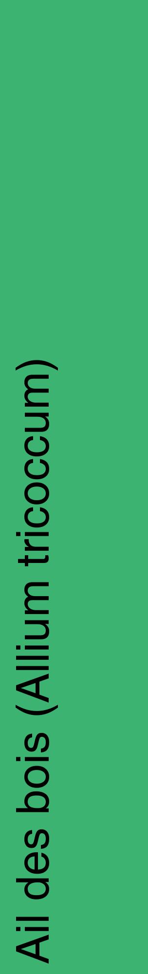 Étiquette de : Allium tricoccum - format c - style noire12_basiquehel avec comestibilité