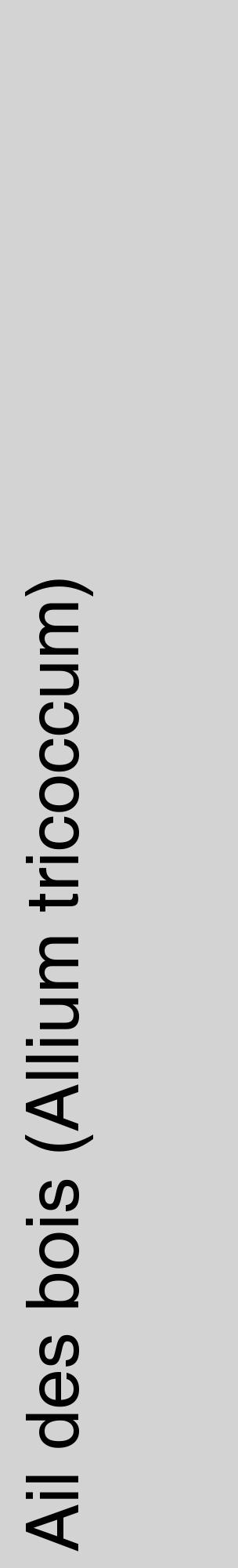 Étiquette de : Allium tricoccum - format c - style noire56_basiquehel avec comestibilité