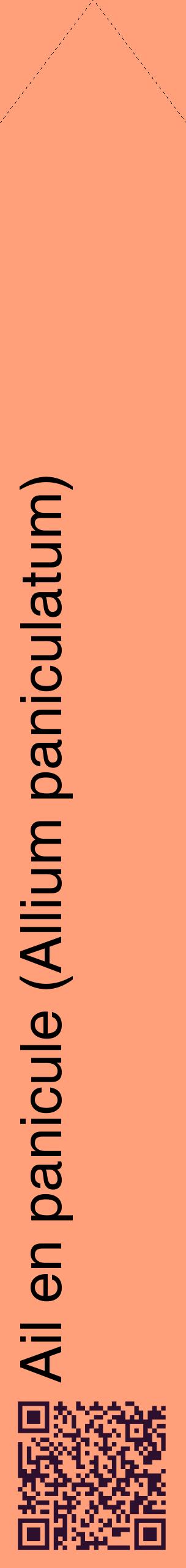 Étiquette de : Allium paniculatum - format c - style noire39_simplehel avec qrcode et comestibilité