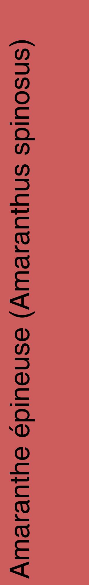 Étiquette de : Amaranthus spinosus - format c - style noire35_basiquehel avec comestibilité