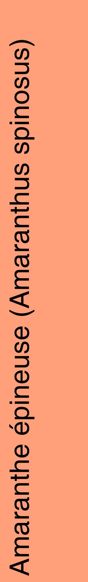 Étiquette de : Amaranthus spinosus - format c - style noire39_basiquehel avec comestibilité
