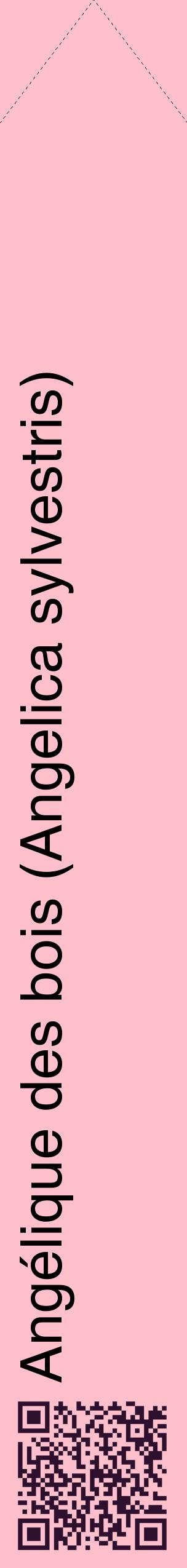 Étiquette de : Angelica sylvestris - format c - style noire40_simplehel avec qrcode et comestibilité