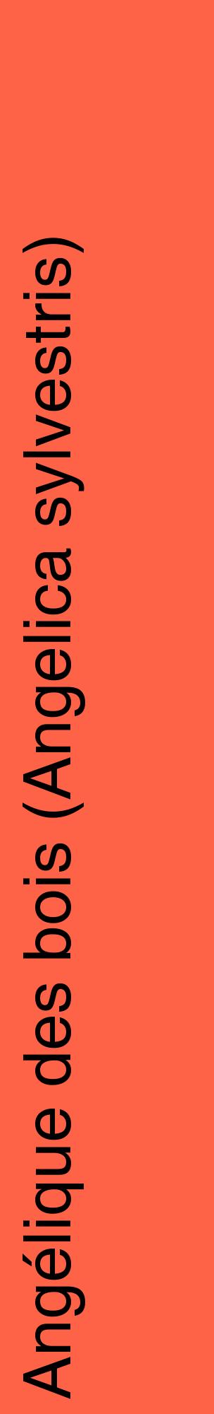 Étiquette de : Angelica sylvestris - format c - style noire25_basiquehel avec comestibilité