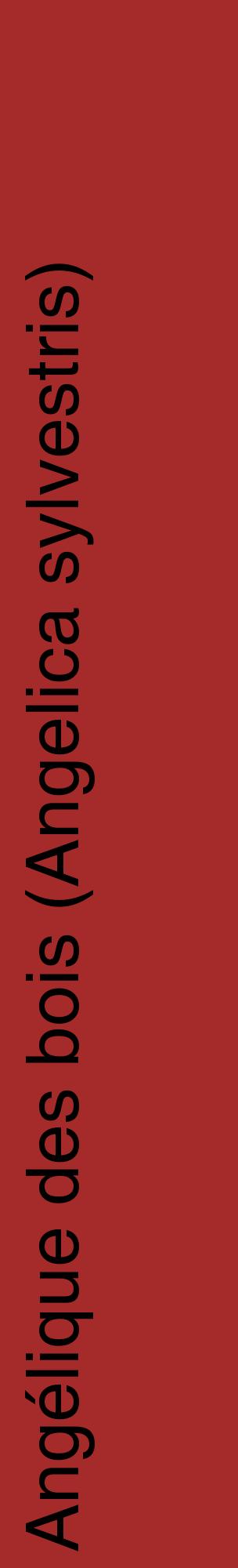 Étiquette de : Angelica sylvestris - format c - style noire33_basiquehel avec comestibilité