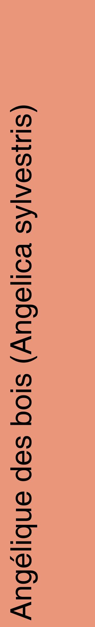 Étiquette de : Angelica sylvestris - format c - style noire37_basiquehel avec comestibilité