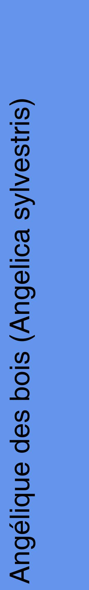 Étiquette de : Angelica sylvestris - format c - style noire4_basiquehel avec comestibilité