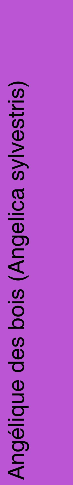 Étiquette de : Angelica sylvestris - format c - style noire50_basiquehel avec comestibilité