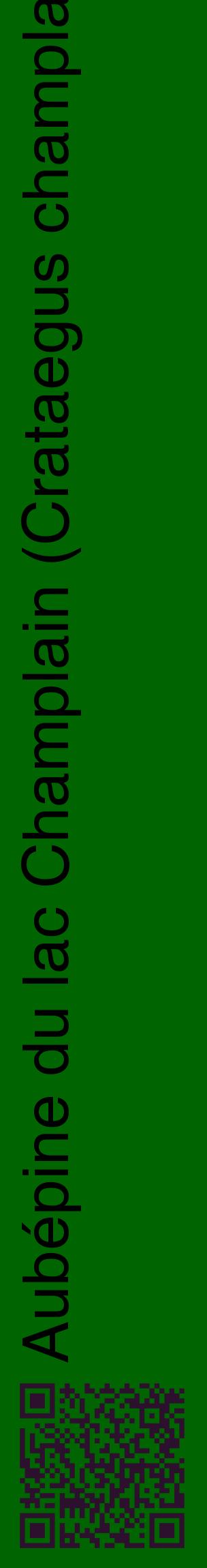 Étiquette de : Crataegus champlainensis - format c - style noire8_basiquehel avec qrcode et comestibilité